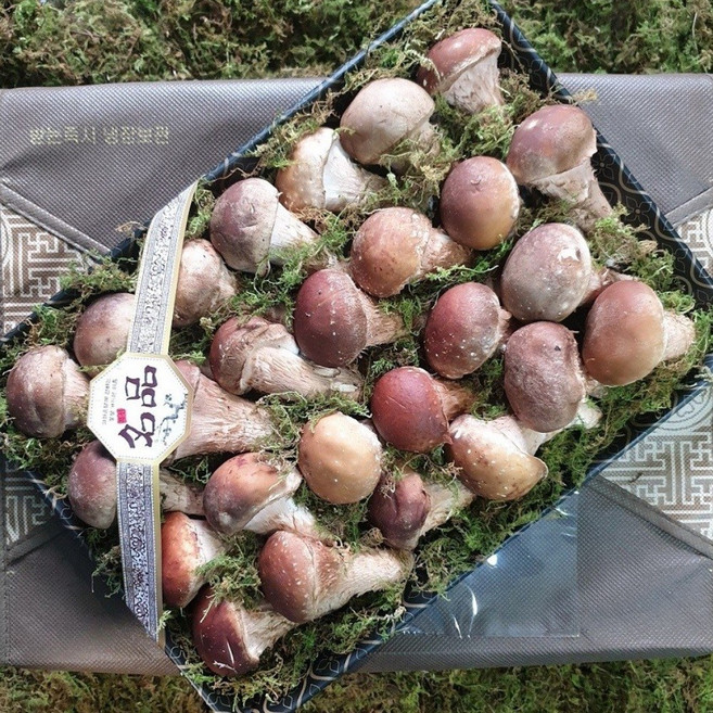 옥과농원 국내산 곡성 친환경 참송이버섯, 1박스, 참송이 선물세트