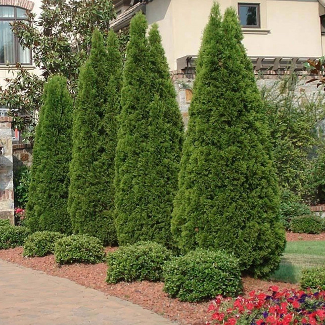 에메랄드그린 묘목 1.2m 나무 가림원예조경, 에메랄드그린 키120cm 분묘, 1개