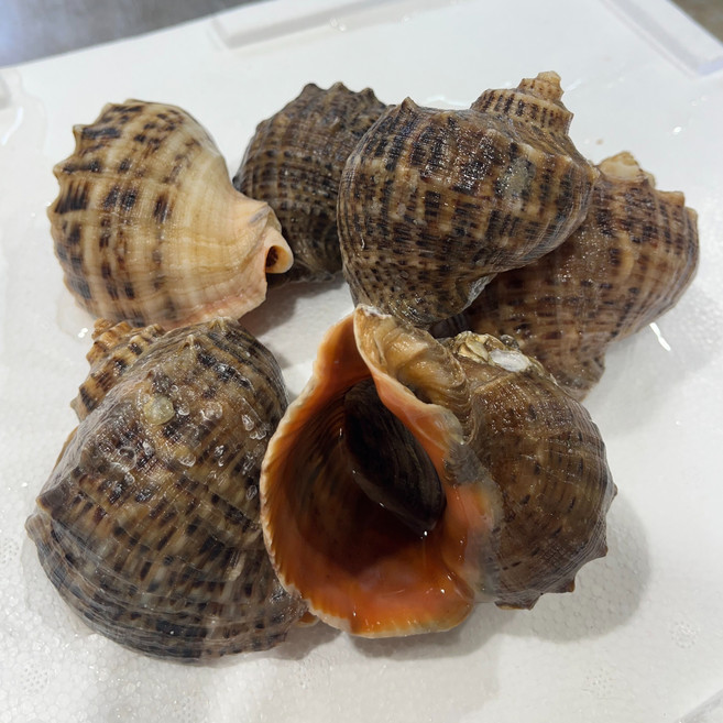 영롱한수산 (산지직송) 자연산 제철 생물 참소라 1kg 2kg 3kg, 1개, 참소라 3kg
