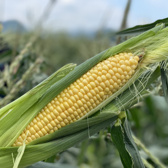 쫀득하고 구수한 무첨가 찐 국내산 초당옥수수, 1개, 1kg