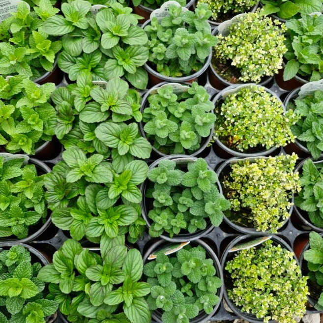 식용허브 민트 3종세트, 1개