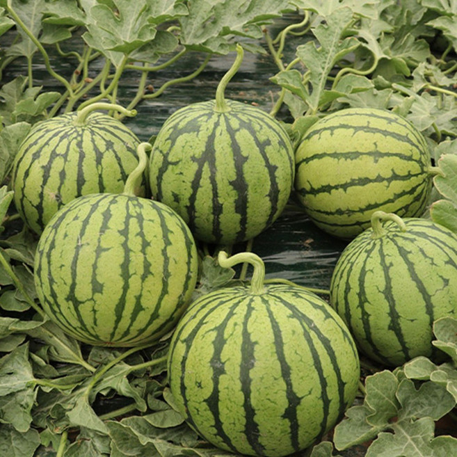 푸드꾸미 미니 애플수박 동글탱글 깍아먹는, 1박스, 1.5Kg(이상)