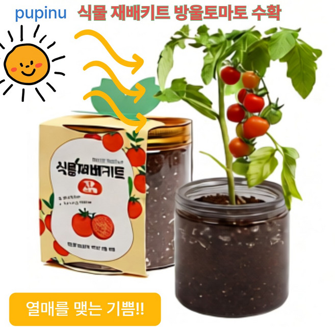 퍼피누 봄날 식물재배키트 씨앗 키워보기 11개 종류, 봉선화