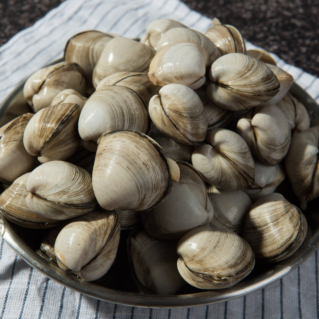 태안 안면도 서해안 동죽 물총조개 업소용 해감완료 국내산, 1개, 3KG