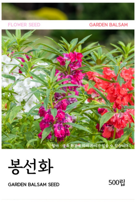 봉선화 씨앗 500립, 3개