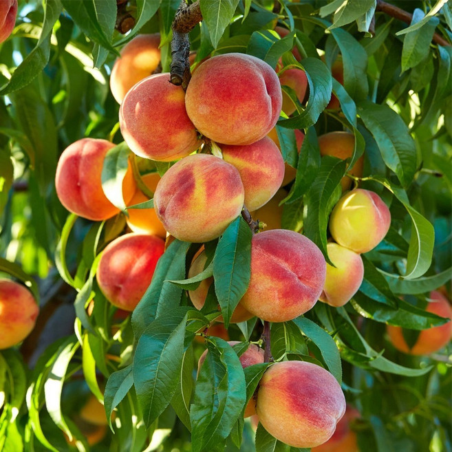 [충북농원] 그린황도 황도 복숭아나무 묘목 - 1년생 접목묘, 3. 접목/1년생/상묘, 1개