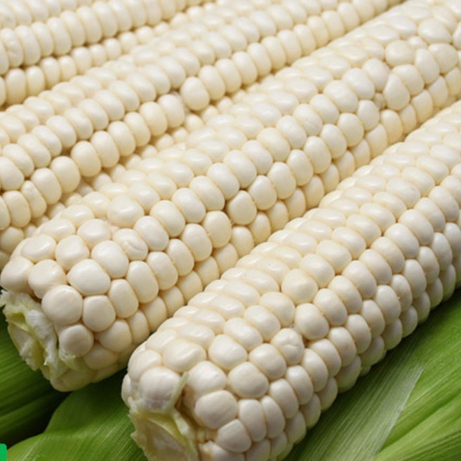 찐 삶은 냉동 대학찰옥수수 9개[괴산16cm이상], 9개, 찐옥수수