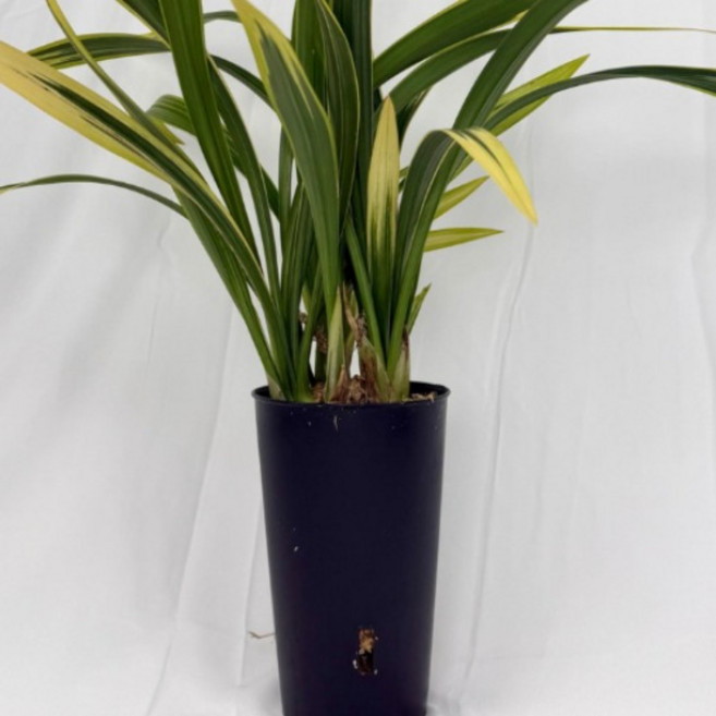 [다온난가든] 동양난 학지화 취임/축하/고급선물 동양란, 1개