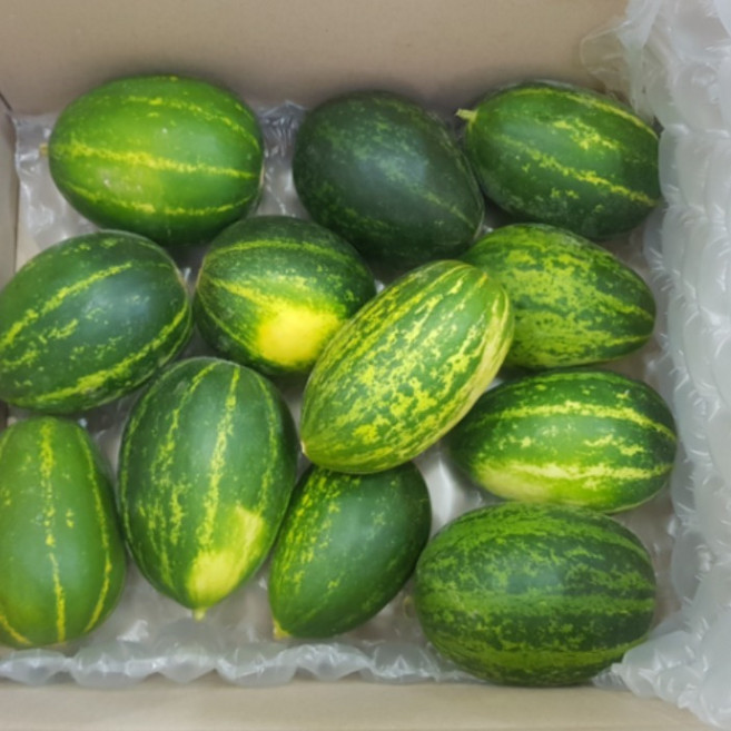 [시즌한정초특가] 품절대란 꿀당도 개구리참외 파파야메론, 1박스, 5kg