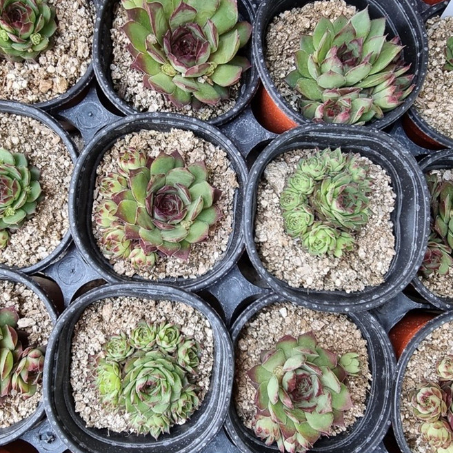 지중화 바위솔 월동가능 다육식물 당일배송 다육식물, 1개