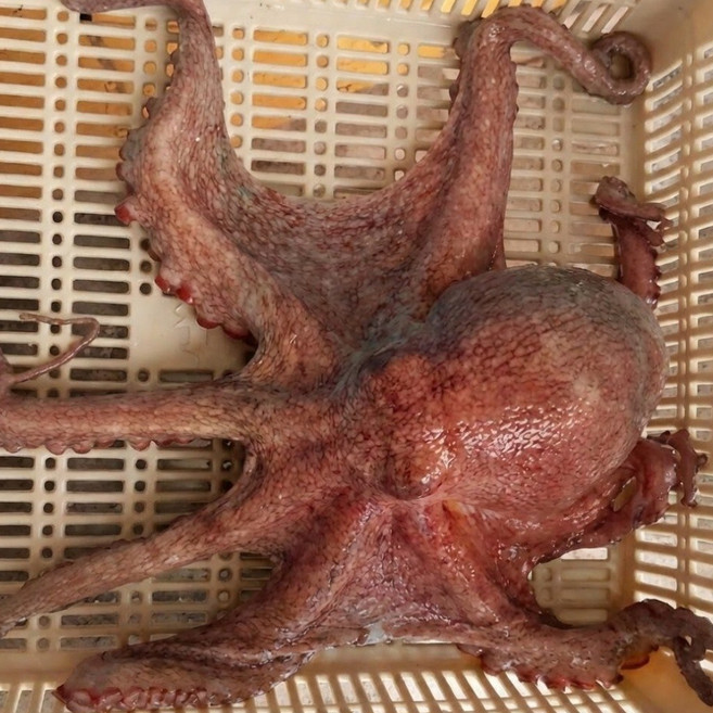 노드포인트 산지직송 당일조업 통영 자연산 돌문어, 1박스, 활 돌문어2kg (일반 1-12미)