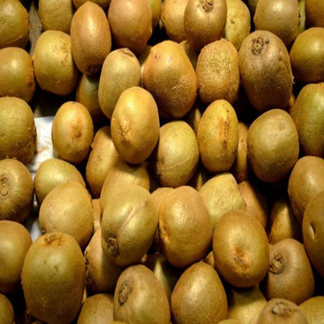 <품담> 국산 제주산 참다래 그린키위/달콤상큼한 제철 키위/선물용 가정용 모두 OK, 1박스, 주스용(60g이하) 5kg