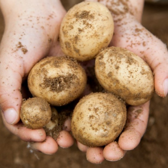 서준엄마네 국내산 햇감자 포슬포슬 수미감자, 1박스, 5kg대