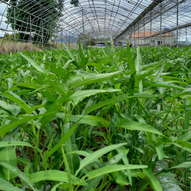 (뚱뚱한 줄기 / 찌개나물용) 거제도 해풍맞고 자란 국내산 생 공심채 모닝글로리 Water Spinach Kangkung Rau Muong, 1개, 2kg