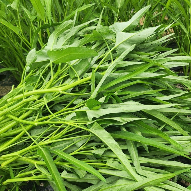 공심채 모닝글로리 산지직송, 2kg, 2kg, 1박스