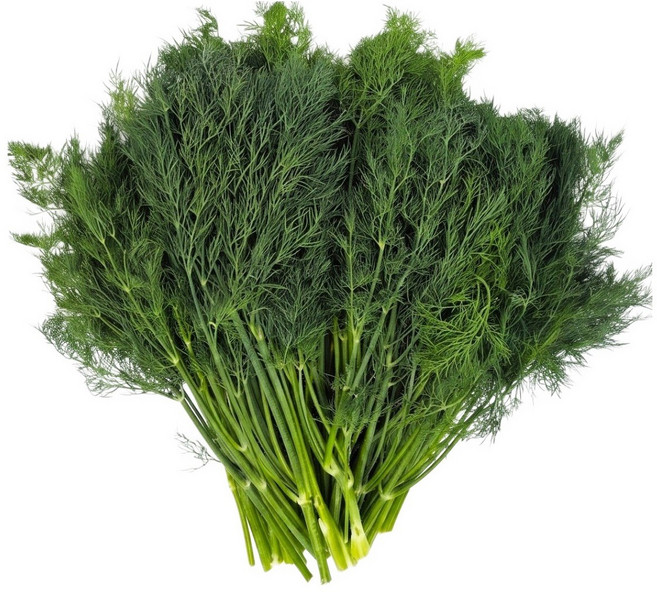 야채왕 허브 생잎 딜 Dill 1kg (실중량 0.9k - 1.0k ) 향신료, 1박스