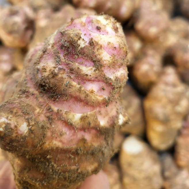 안동 슈퍼돼지감자1kg 9800 돼지감자 생 돼지감자 돼지감자, 1박스