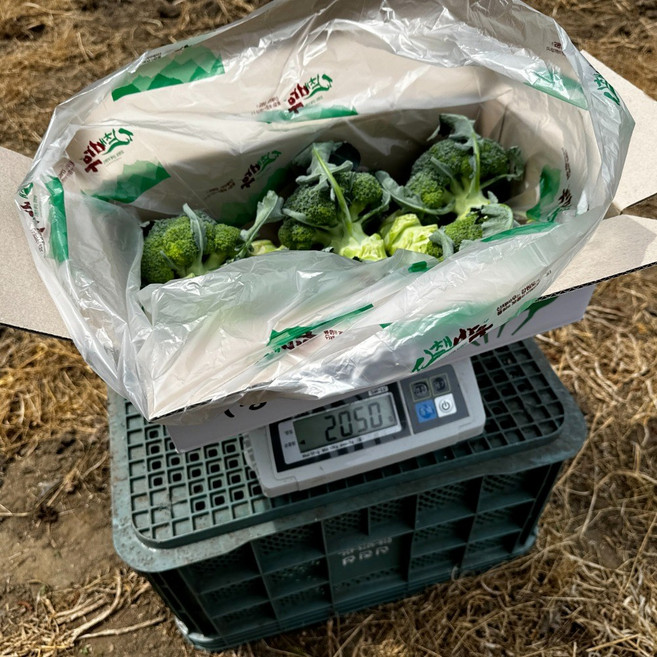 [최상품] 평창 미생물농법 브로콜리 산지직송, 1개, 4kg