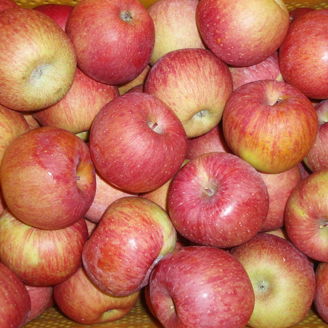 주왕산털보네 하늘사과, 9kg 가정용 흠과, 1개