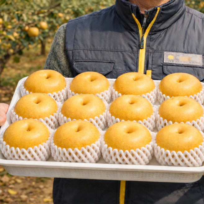 [GAP 인증] 나주배 신고배 프리미엄 산지직송, 1박스, 특품 5KG/10내