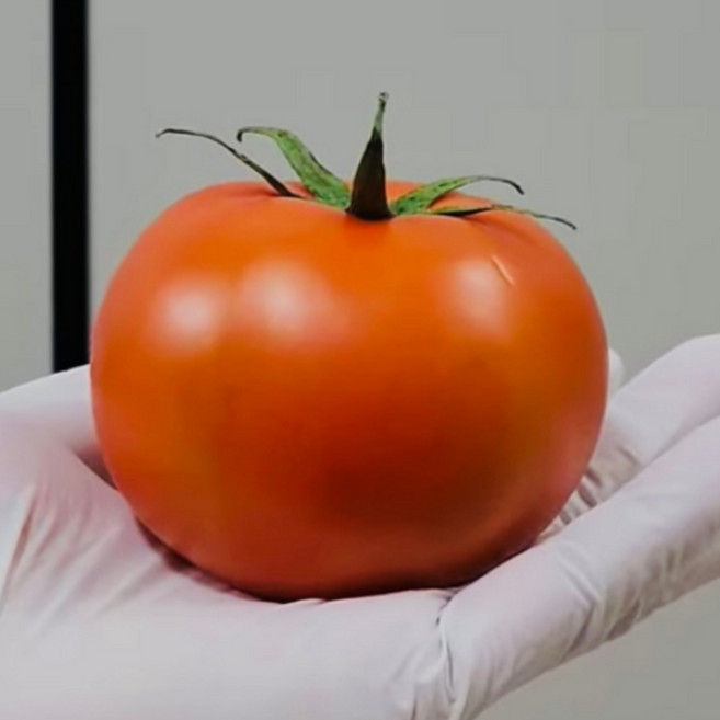 산지직송 맛있는 완숙 찰 토마토 짭짤이 고당도 료얄과1번사이즈, 10kg, 1개