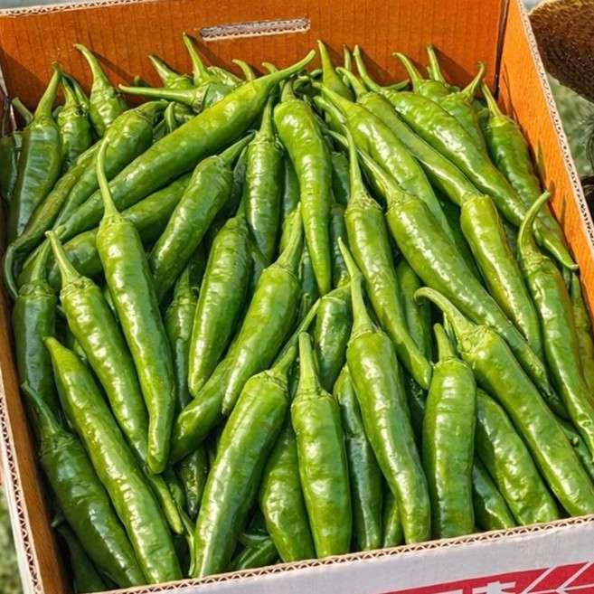 국내산 아삭이 고추 하우스재배 산지직송, 1박스, 2kg