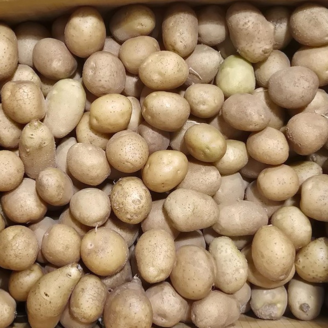 국내산 감자 수미 하지 햇감자 소 알감자, 1개, 3kg