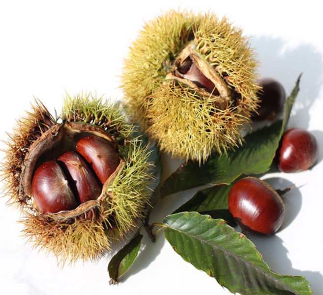 25년 햇밤 공주알밤 (특) 업소용 대용량 햇밤, 1개