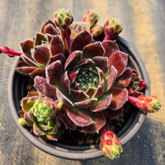 연정 바위솔 전국 노지월동가능 오늘배송 애농팜 다육식물 조경 인테리어 이름표 포트 선별배송