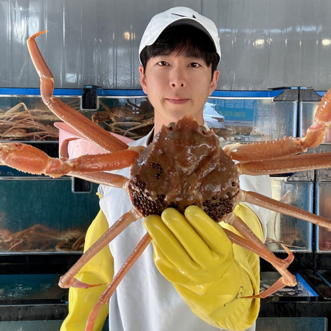 [산지직송](활대게 생물)프리미엄 대게 국산 영덕대게 포항 구룡포 울진 제철, 1박스, 국산대게 [특대] 11~12cm 3마리
