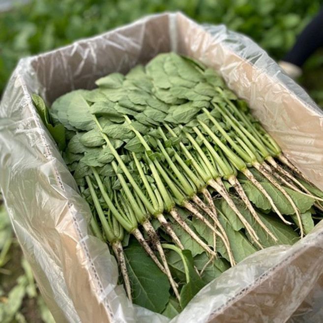 청년농장 싱싱 포천 열무 2kg 4kg 당일수확, 실중량 (박스무게 제외) 열무 2kg, 1개