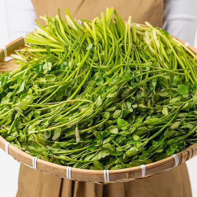 [산지보장] 청도 무농약 선별 한재 미나리, 500g, 1개