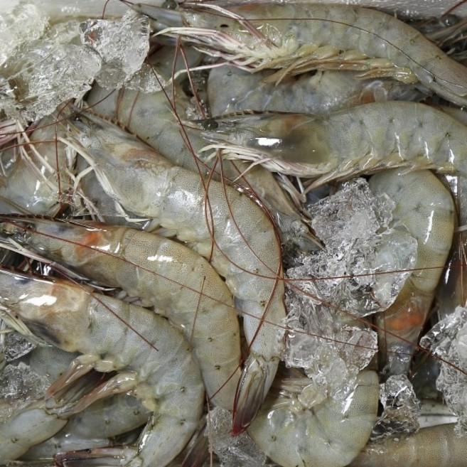 국내산 흰다리새우 1kg(30미내외) 제철 세척 신안군 활급냉새우, 1개