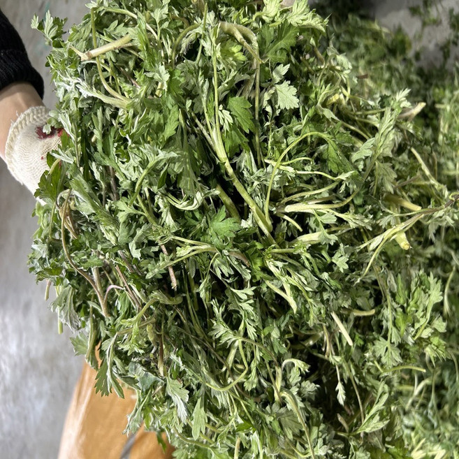 늘푸른농산 산지직송 여수 거문도 쑥 해풍쑥 노지쑥 생쑥, 1박스, 1kg