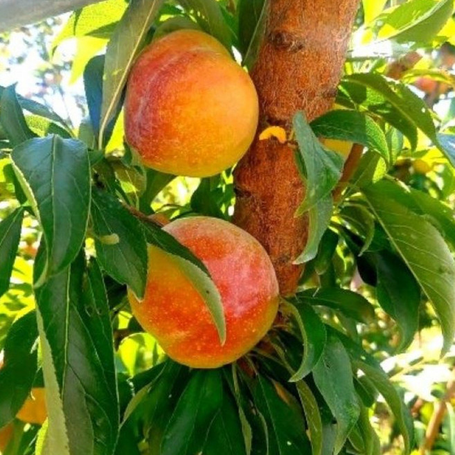 향수팜 가을자두나무 추희자두접목2년생분묘