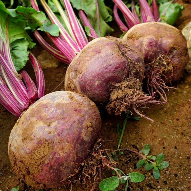 귤마을 제주직송 레드비트 10kg 혼합과, 1박스, 단품