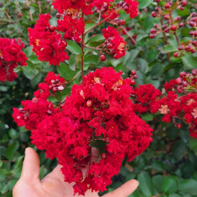 배롱나무 다이너마이트 2년생 백일홍 묘목 서산조경마켓, 1개