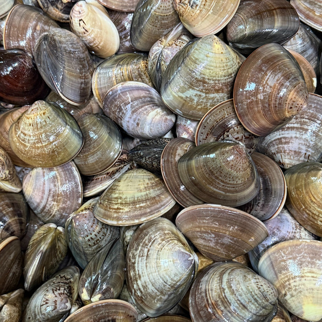 청정지역 고창 갯벌 백합조개 생합조개, 1박스, 국산백합2kg(15~24미)