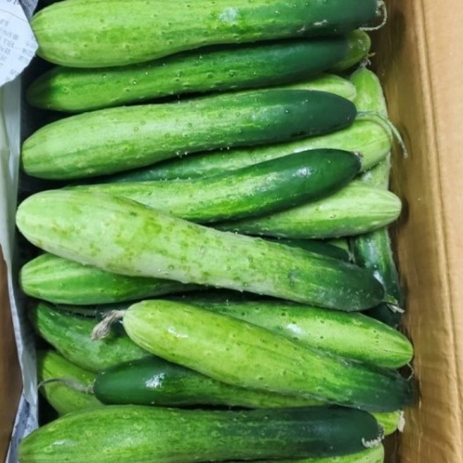 백오이 오이지용 지오이 상주 조선, 못난이-10kg, 1세트