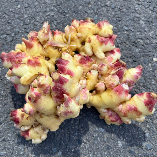 국산 햇생강 흙생강 최상품, 1박스, 10kg