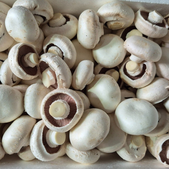 국내산 요리용 양송이버섯 파지 2kg 농장발송, 1개