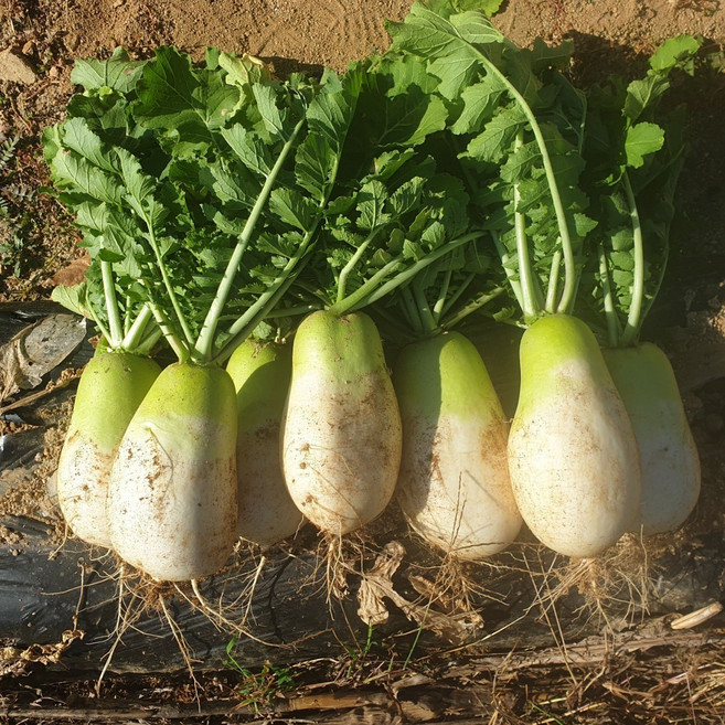 제주 월동무 산지직송 아삭하고 달큰한 제철무 동치미무 세척무, 10kg 내외