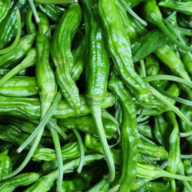 꽈리고추 국내산 1kg 특 안매운고추 쪄먹는고추, 꽈리고추 특 1kg, 1개