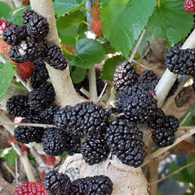 김제 청정오디 5kg 과상2호 오디 급냉 생과용, 1개, 과상오디5kg