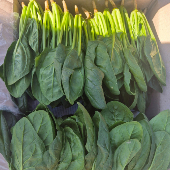 최상등급 일반 시금치 (500g/1kg/2kg 옵션선택 / 당일수확), 1개, 500g