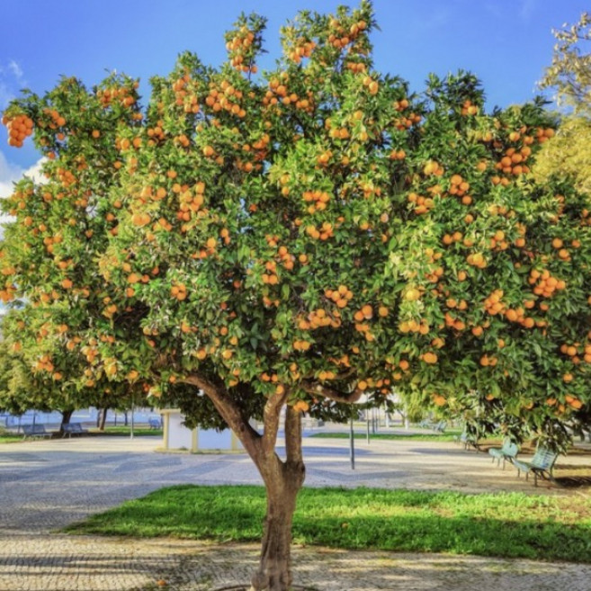 (나무85) 귤나무 7종 시리즈 중 택1, 3.귤나무 7치, 1개