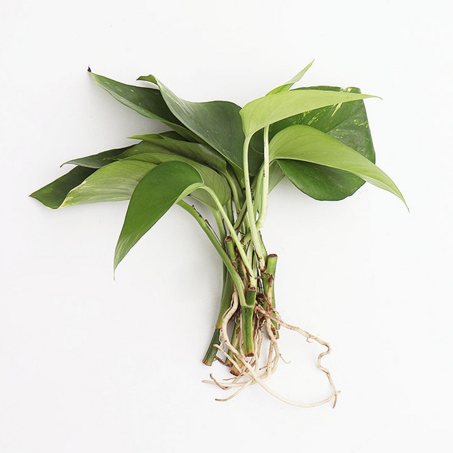 갑조네 스킨답서스 세척 수경재배식물 실내 공기정화식물, 1개, 단일