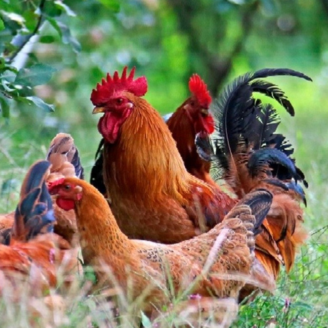 토종닭 2.5kg 내외 오골계 1.8kg 생닭 백숙용 티백증정 [오후5시이전 주문시 당일발송], 2.3kg, 1개