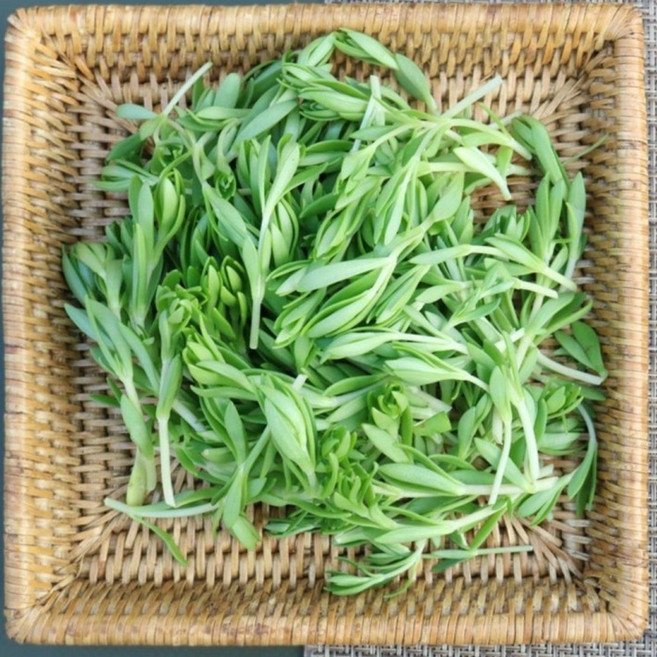 슬기로운장터 돌나물 돈나물 돗나물 국내산 200g 400g 1kg 4kg, 1개