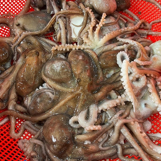 매일 입고되는 살아있는 산낙지, 5개, 중낙지 (90g~120g)